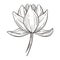 Exotic wild flower, magnolia plant isolated sketch