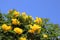 Exotic yellow flowers and clear blue sky