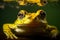 Exotic yellow frog swimming underwater