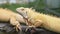 Exotic yellow and gold lizard iguana in zoo as human pet friend with natural background. Animal and reptile concept