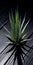 Exotic Yucca Plant On Black Surface: Tabletop Photography With Sustainable Design