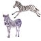 Exotic zebra wild animal in a watercolor style isolated.