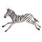 Exotic zebra wild animal in a watercolor style isolated.