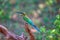 An exotically bird is sitting on a twig in the Yala Nationalpark