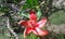 exotics flower pereira  colombia