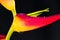 Expanded lobster claw - Heliconia latispatha