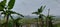 expanse of banana trees in the rice fields