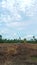 Expanse of former rice fields with yellowed and burnt grass due to the long drought, forest background