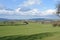 Expanse of green fields with sheep