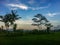 The expanse of green ricefields in the morning which is so cool in color from NagaraKasih, Tasikmalaya, Indonesia