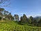 Expanse of green tea plantations against a bright blue sky
