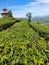 expanse of green tea plantations under a bright blue sky