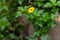 An expanse of a kind of creeping buttercup plant, Ranunculus repens, has green leaves with yellow flowers