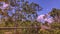 An expanse of mango trees against a backdrop of blue sky