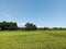 expanse of paddy fields with yellow rice ready to be harvested