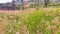 Expanse of pink flowers in garden