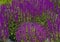 An expanse of purple sage flowers