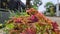 the expanse of red coleus that spoils the eye is captured with a normal angle of view