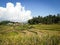 Expanse of rice fields, clouds, and trees become a beautiful sight in the village of Sukasari, Sumedang.