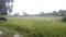 Expanse of rice plants