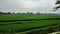 The expanse of rice plants that stretches in the rice fields beside the Indonesian