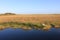 Expanse of sawgrass in Everglades National Park.
