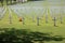 Expanse of solemn crosses in a green field of the memorial cemetery of American soldiers who died in the Second World War