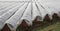 expanse of white greenhouses for the cultivation of vegetables e
