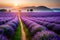 An expansive field of vibrant lavender in full bloom, stretching to the horizon