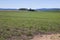 Expansive Field of Young Green Sugar Cane in Kwazulu-Natal