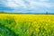 Expansive fields of bright green and yellow canola oil plants