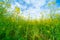 Expansive fields of bright green and yellow canola oil plants