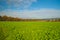 Expansive landscape of green fields with fresh kale crop growing in Lancaster County, Pennsylvania USA