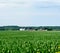 Expansive Midwest corn field