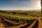 expansive panoramic shot of a sun-drenched vineyard in the countryside, with rows of grapevines, a charming winery