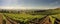 expansive panoramic shot of a sun-drenched vineyard in the countryside, with rows of grapevines, a charming winery panorama