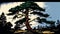 Expansive Pine: A Majestic Vector Art of a Towering Tree Made with Generative AI