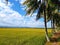 An expansive view over a quiet rice field in Batukaras, Indonesia