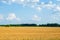 Expansive view of ripe wheat, ready for harvest, under a sunny sky