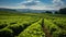 An expansive view of a soybean farm\\\'s agricultural field against a picturesque sky. AI Generated