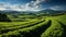 An expansive view of a soybean farm\\\'s agricultural field against a picturesque sky. AI Generated