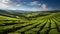 An expansive view of a soybean farm\\\'s agricultural field against a picturesque sky. AI Generated