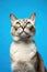 Expectant Feline: Domestic Cat Portrait on Blue Background