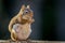 Expecting American Red Squirrel appears to be smiling as she enjoys a snack