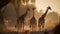 Experience the awe-inspiring moment of multiple giraffes in a playful chase, their long legs and agile movements showcasing their