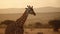 Experience the serene tranquility of the savannah as you encounter a solitary giraffe at the golden hour, a moment that