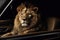 Experience the ultimate safari adventure with the lion king