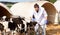 Experienced confident bearded veterinarian inspecting calves in dairy farm