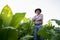 An experienced and confident senior farmer stands in a tobacco plantation