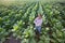 An experienced and confident senior farmer stands in a tobacco plantation